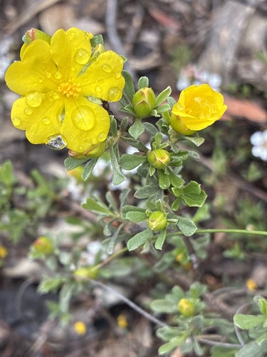 Hibbertia obtusifolia observed 2026-10-22