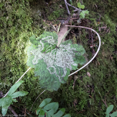 Phytomyza tiarellae