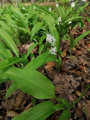 Allium ursinum