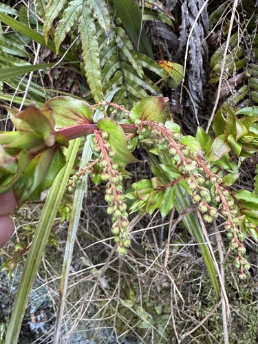 Coriaria sarmentosa observed 2026-10-22