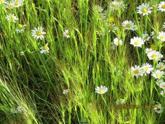 Aegilops triuncialis