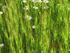 Aegilops triuncialis