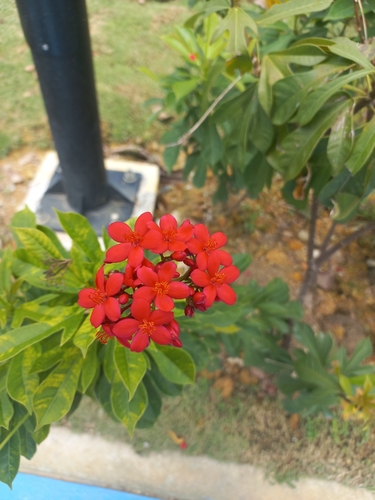 Jatropha integerrima observed 2026-10-22