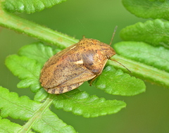 Eurygaster integriceps