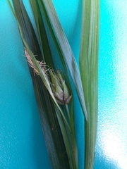 Carex grisea