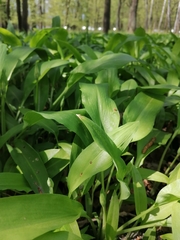 Allium ursinum