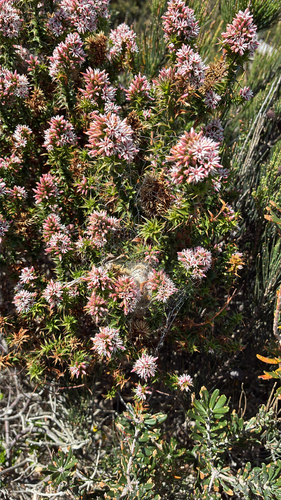 Sprengelia incarnata observed 2026-10-22
