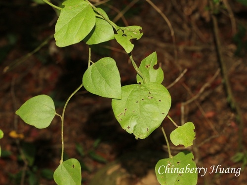Cocculus orbiculatus observed 2026-10-18