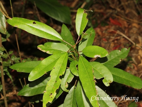 Daphniphyllum pentandrum observed 2026-10-18
