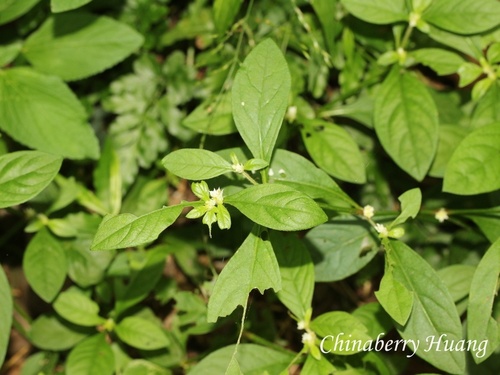 Alternanthera ficoidea observed 2026-10-18