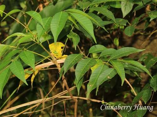 Toxicodendron succedaneum observed 2026-10-18