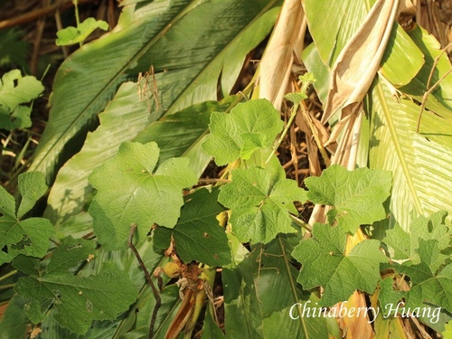 Rubus alceifolius observed 2026-10-18