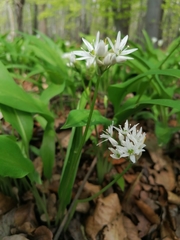 Allium ursinum