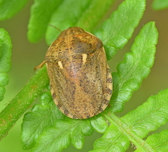 Eurygaster integriceps