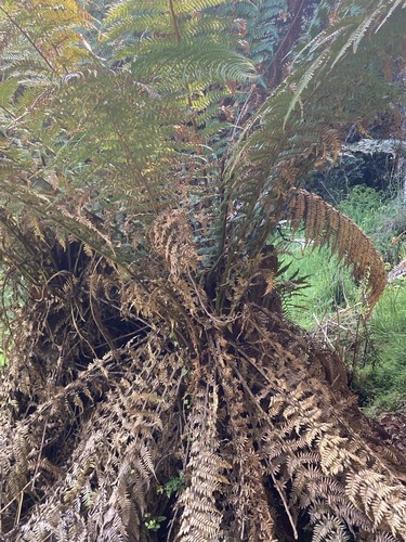 Dicksonia fibrosa observed 2026-10-22