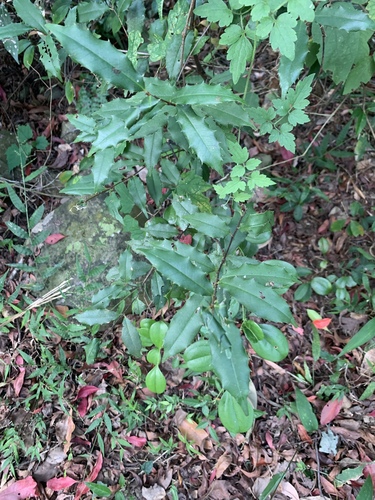 Prunus spinulosa observed 2026-10-18