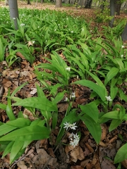 Allium ursinum
