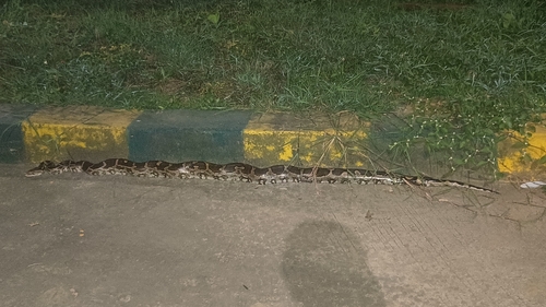 Python molurus, 2026-10-21