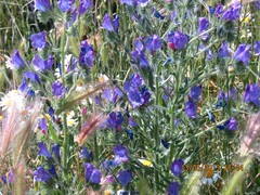 Hordeum murinum leporinum