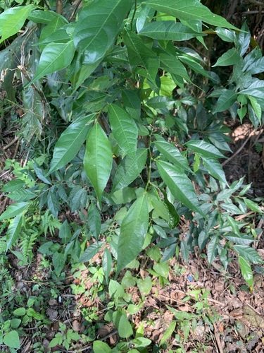 Ficus ampelos observed 2026-10-18
