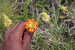 Glumicalyx goseloides