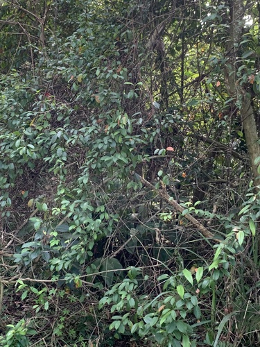 Urceola rosea observed 2026-10-18