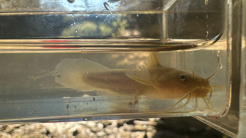 Tadpole Madtom