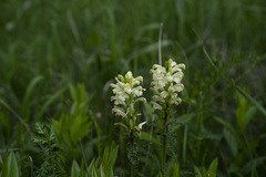 Pedicularis comosa
