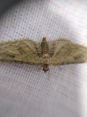 Eupithecia innotata