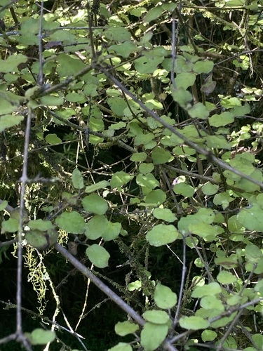 Coprosma rotundifolia observed 2026-10-22