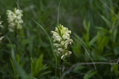 Pedicularis comosa