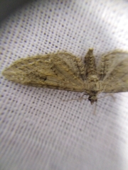 Eupithecia innotata