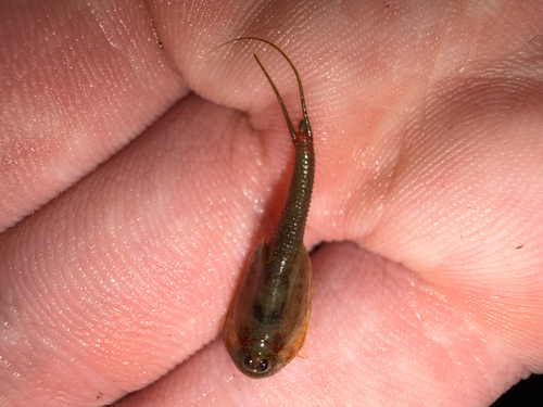Longtail Tadpole Shrimp