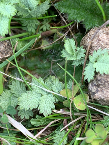 Acaena inermis observed 2026-10-22
