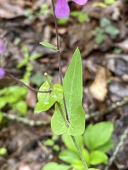 Streptanthus squamiformis