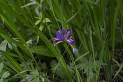Iris graminea