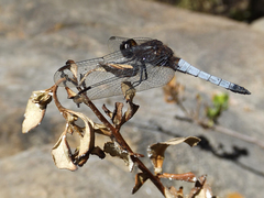 Erythrodiplax connata