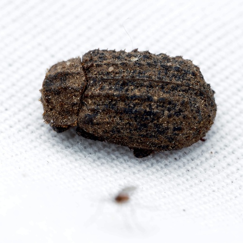 Hide beetle