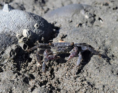Metopograpsus observed 2026-10-21