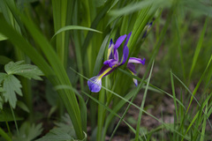 Iris graminea