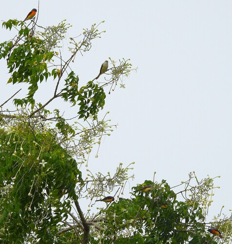 Pericrocotus cinnamomeus observed 2026-10-22