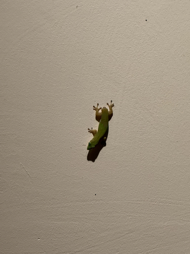Phelsuma laticauda observed 2026-10-18