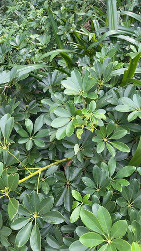 Heptapleurum arboricola observed 2026-10-22