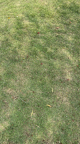 Zoysia matrella observed 2026-10-22