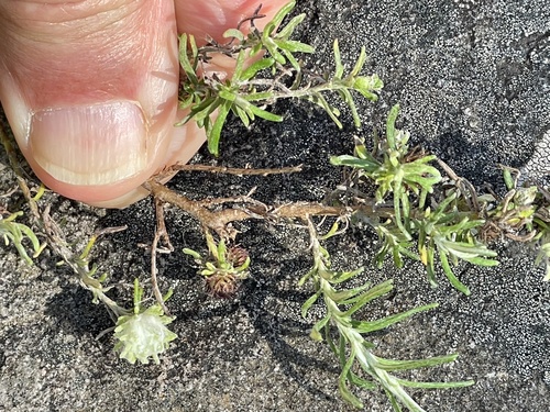 Olearia ramulosa, 2026-10-22