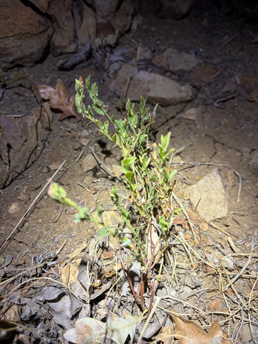 Penstemon deustus, 2026-10-21
