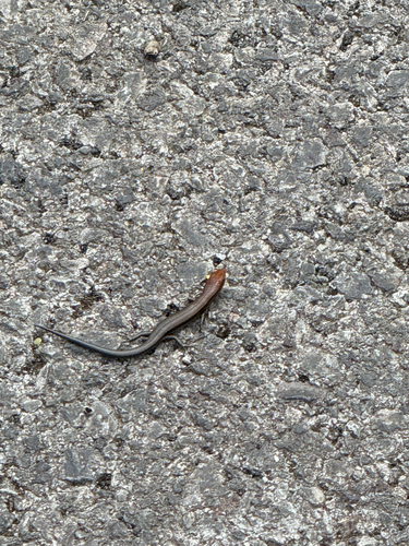 Lampropholis delicata observed 2026-10-21