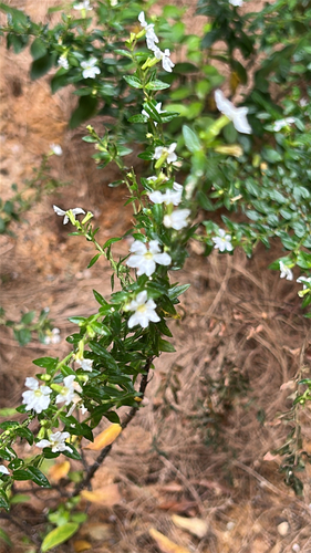 Cuphea hyssopifolia observed 2026-10-22