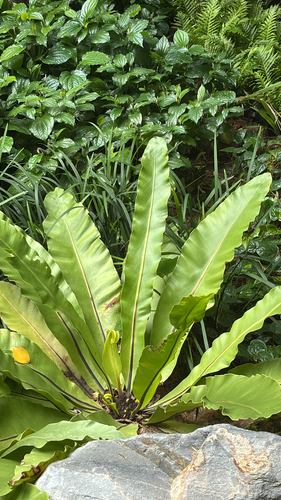 Asplenium nidus observed 2026-10-22