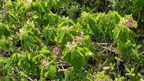 Entelea arborescens observed 2026-10-22